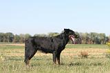 BEAUCERON 181